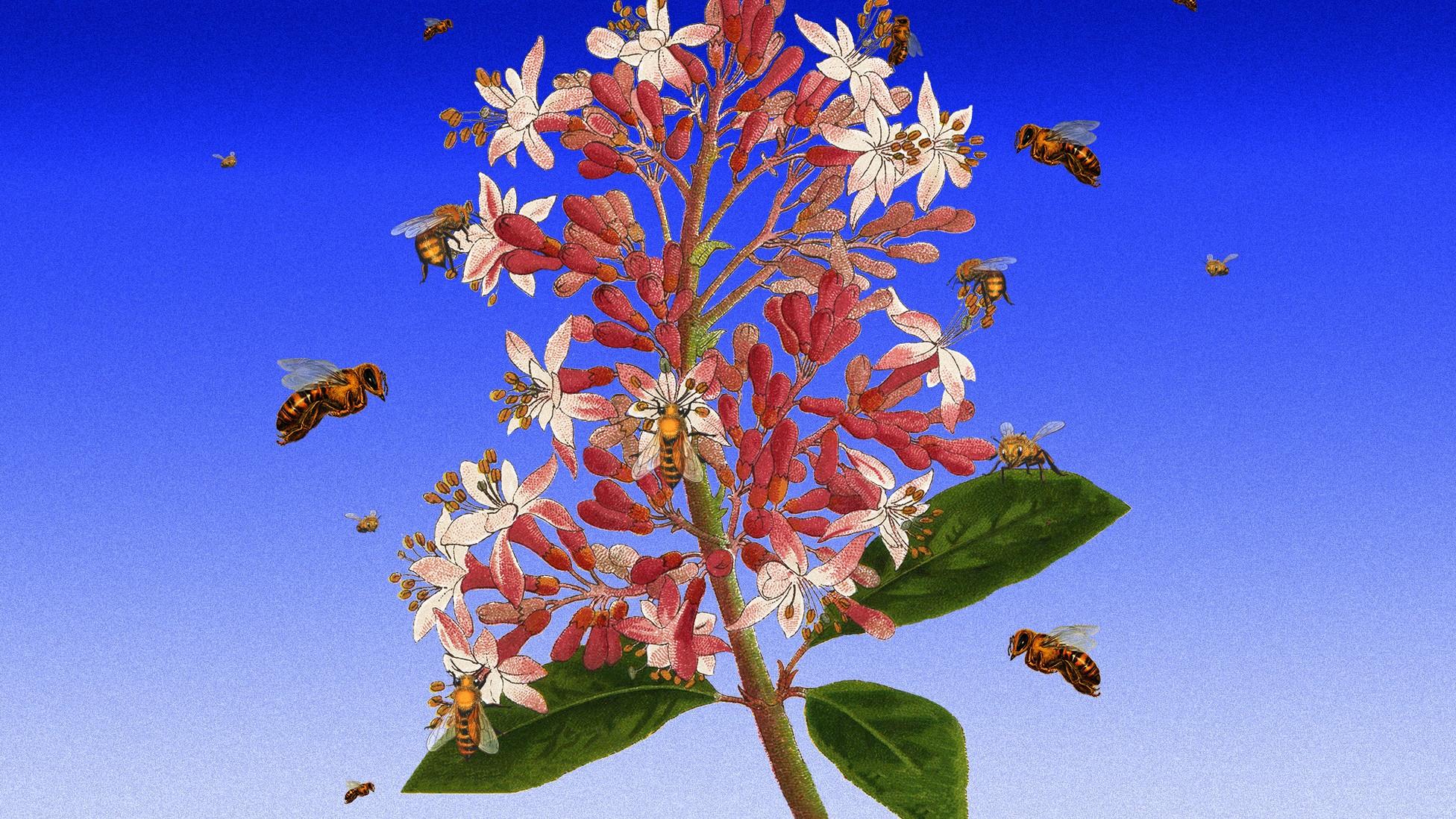 The Great Honeybee Fallacy